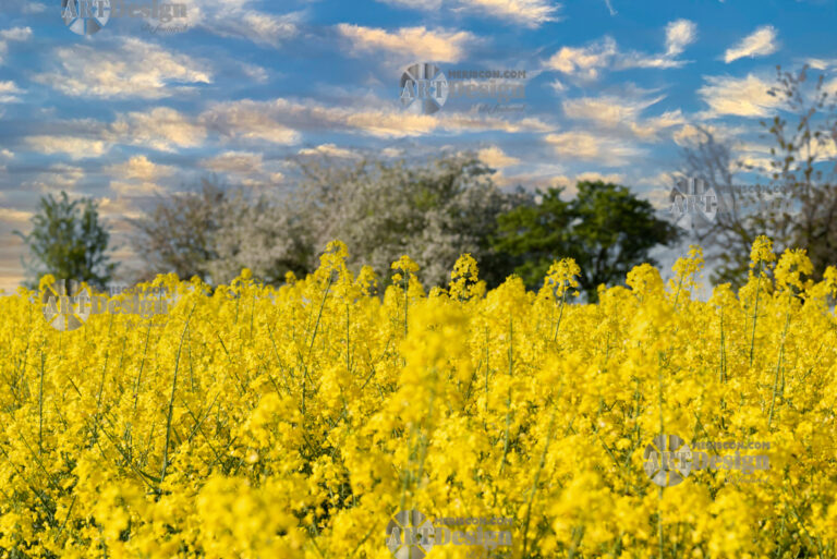 Stock Photo - Capturing the Beauty of Spring's Yellow Canvas