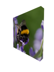 Bee and Lavender Serenity - Canvas Print