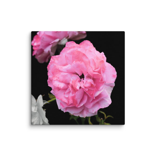 Contrast of Roses - A Limited Edition by Hari Maslic - Image 2