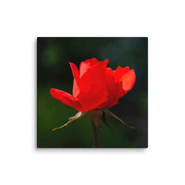 Passion in Bloom - Red Rose - Image 2