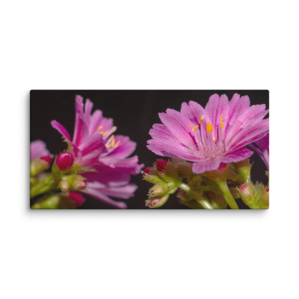 Pink Floral Delight - Canvas Print