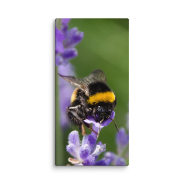 Canvas Print: Bee and Lavender Harmony - Image 2