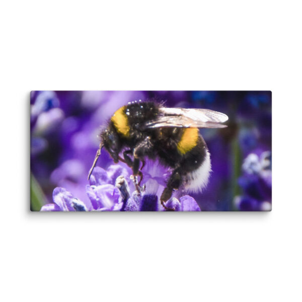 Bee and Lavender Serenity - Canvas Print - Image 2