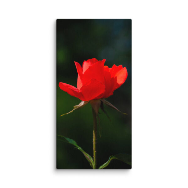 Passion in Bloom - Red Rose - Image 3