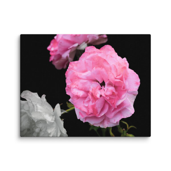 Contrast of Roses - A Limited Edition by Hari Maslic