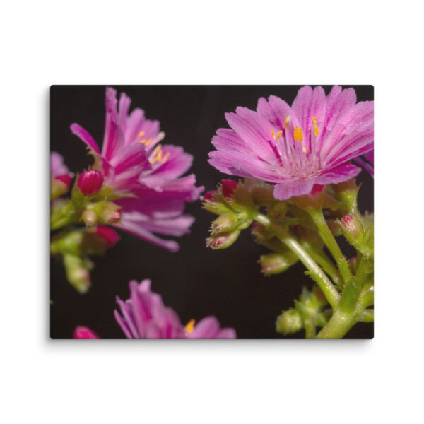 Pink Floral Delight - Canvas Print - Image 3