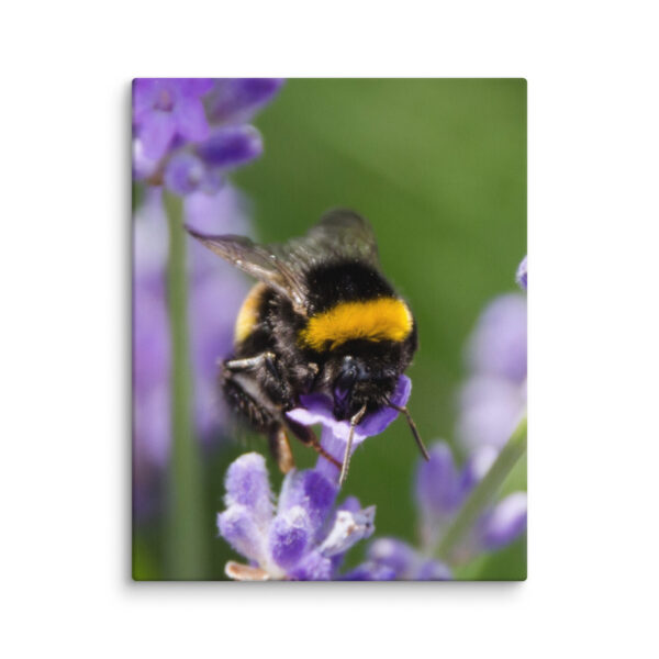 Canvas Print: Bee and Lavender Harmony - Image 3