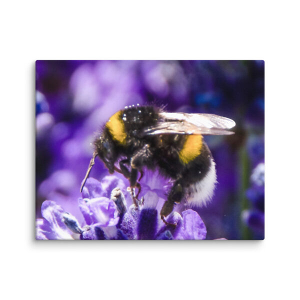 Bee and Lavender Serenity - Canvas Print - Image 3