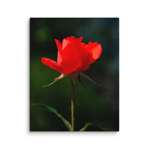 Passion in Bloom - Red Rose - Image 4