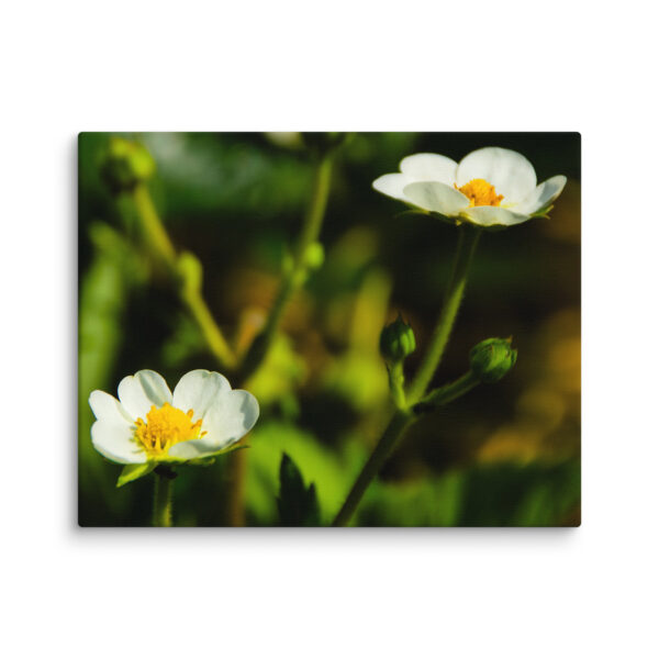 Canvas Print: Spring's Whisper - White Flowers - Image 2