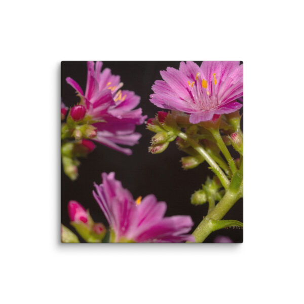 Pink Floral Delight - Canvas Print