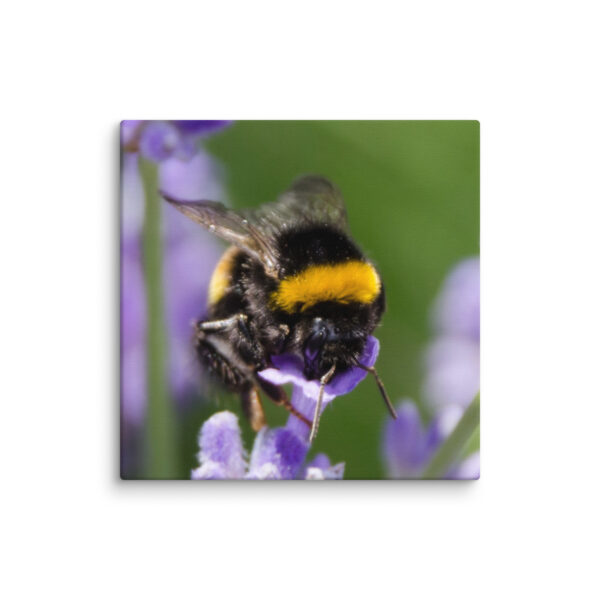 Canvas Print: Bee and Lavender Harmony - Image 27