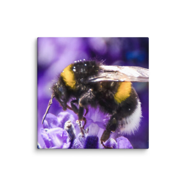 Bee and Lavender Serenity - Canvas Print - Image 27