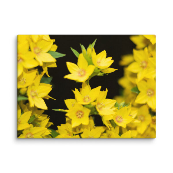 Yellow Floral Splendor - Canvas Print