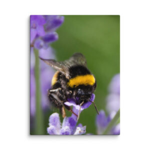 Canvas Print: Bee and Lavender Harmony