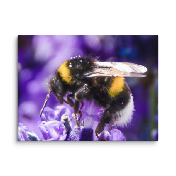 Bee and Lavender Serenity - Canvas Print