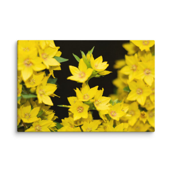 Yellow Floral Splendor - Canvas Print - Image 3