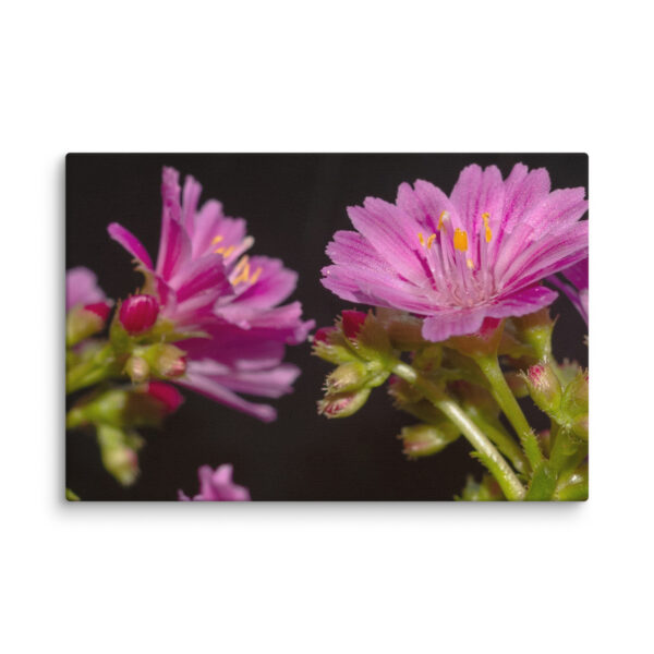 Pink Floral Delight - Canvas Print