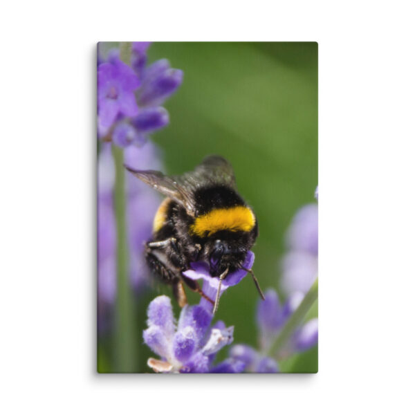 Canvas Print: Bee and Lavender Harmony - Image 4