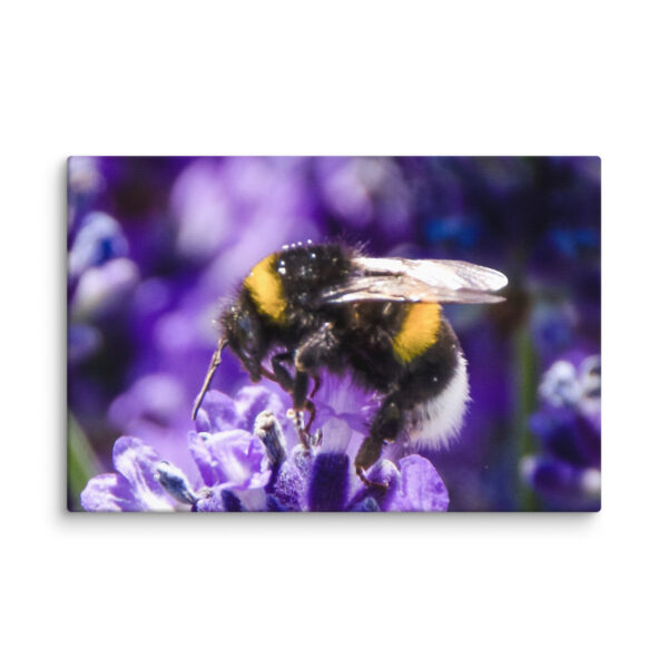 Bee and Lavender Serenity - Canvas Print - Image 4