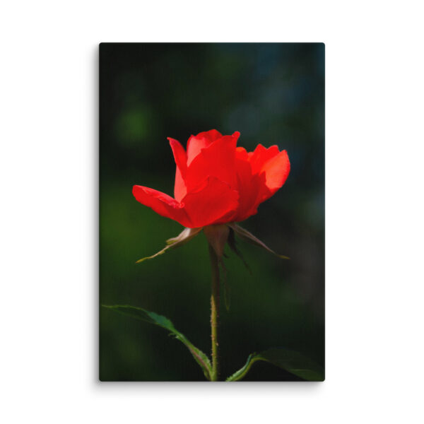 Passion in Bloom - Red Rose - Image 5