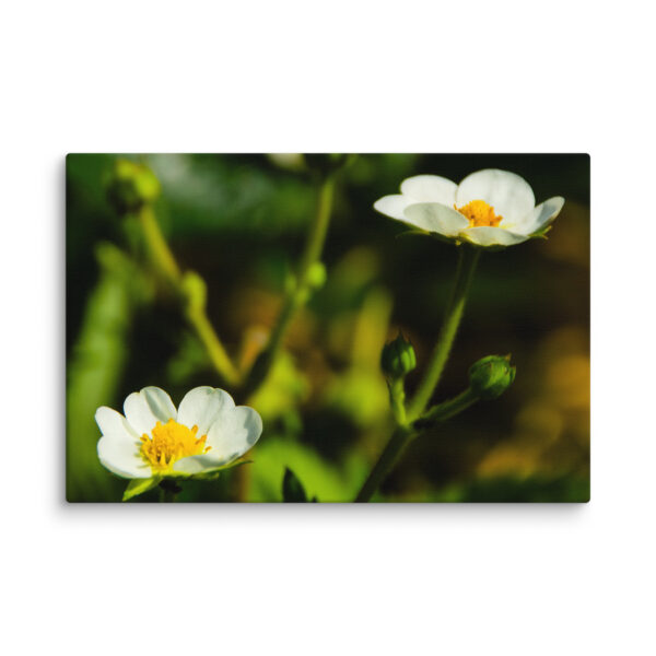 Canvas Print: Spring's Whisper - White Flowers