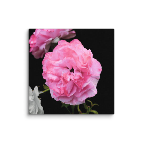 Contrast of Roses - A Limited Edition by Hari Maslic