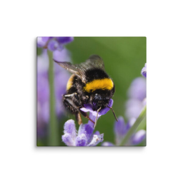 Canvas Print: Bee and Lavender Harmony - Image 5