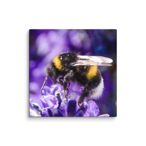 Bee and Lavender Serenity - Canvas Print - Image 5