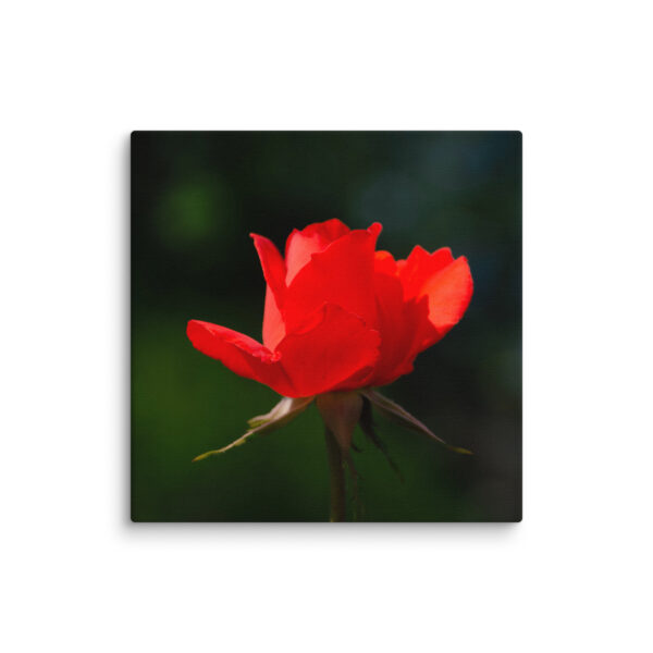 Passion in Bloom - Red Rose - Image 7