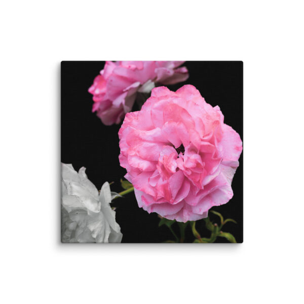 Contrast of Roses - A Limited Edition by Hari Maslic