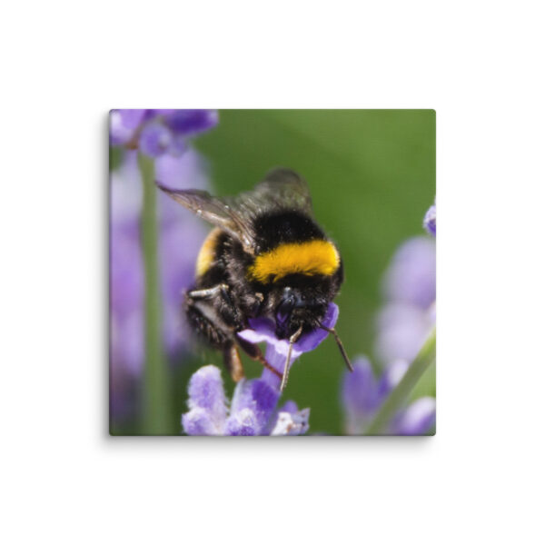 Canvas Print: Bee and Lavender Harmony - Image 28