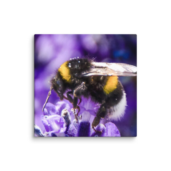 Bee and Lavender Serenity - Canvas Print - Image 28