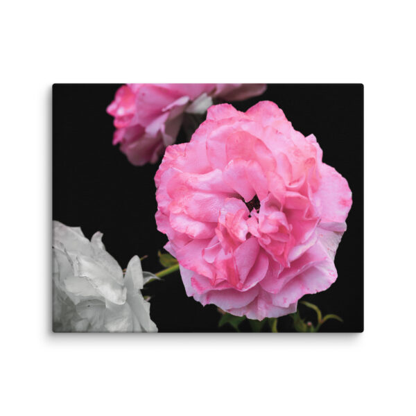 Contrast of Roses - A Limited Edition by Hari Maslic