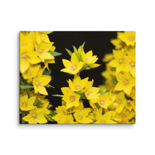 Yellow Floral Splendor - Canvas Print