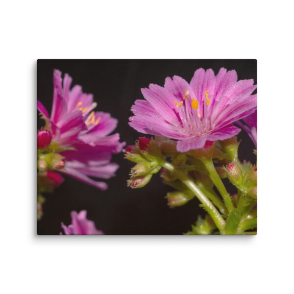 Pink Floral Delight - Canvas Print