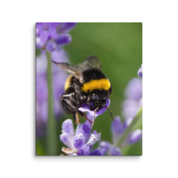 Canvas Print: Bee and Lavender Harmony - Image 29