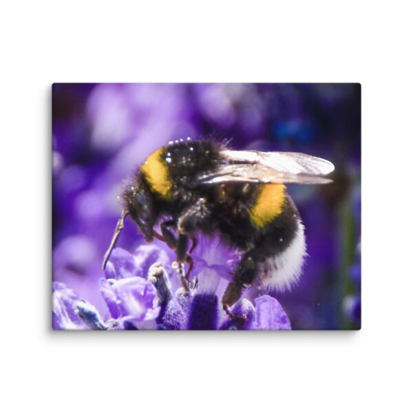 Bee and Lavender Serenity - Canvas Print - Image 29