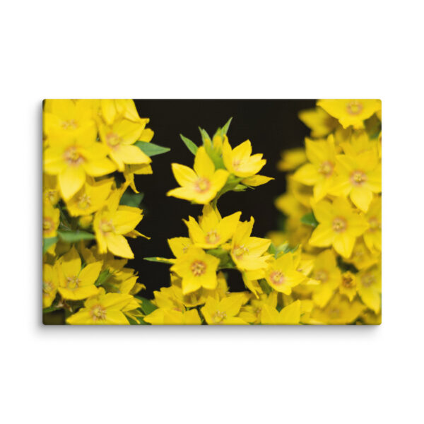 Yellow Floral Splendor - Canvas Print - Image 4