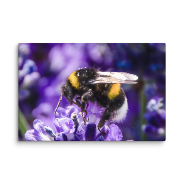 Bee and Lavender Serenity - Canvas Print - Image 6