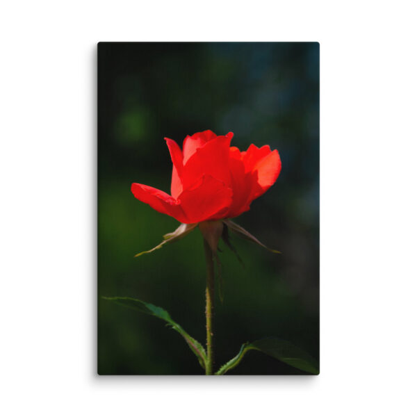 Passion in Bloom - Red Rose - Image 8