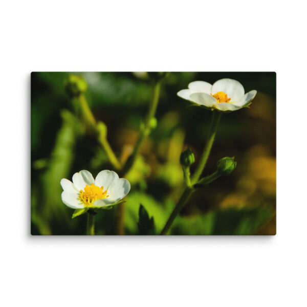 Canvas Print: Spring's Whisper - White Flowers