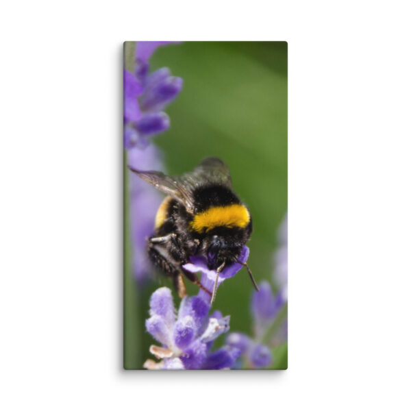 Canvas Print: Bee and Lavender Harmony - Image 7