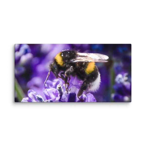 Bee and Lavender Serenity - Canvas Print - Image 7