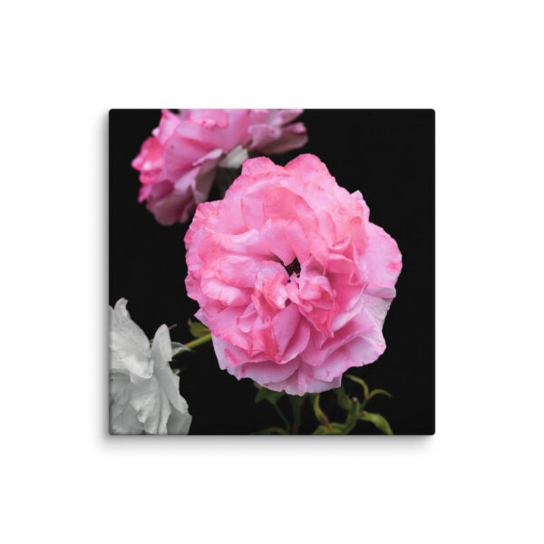 Contrast of Roses - A Limited Edition by Hari Maslic