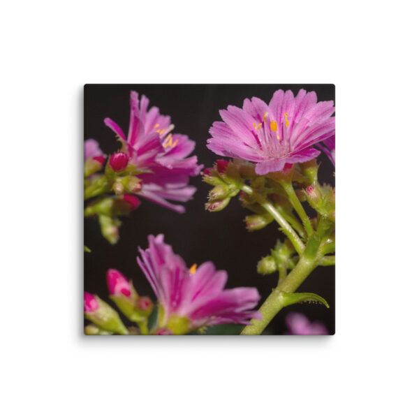 Pink Floral Delight - Canvas Print