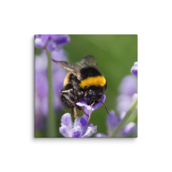 Canvas Print: Bee and Lavender Harmony - Image 8