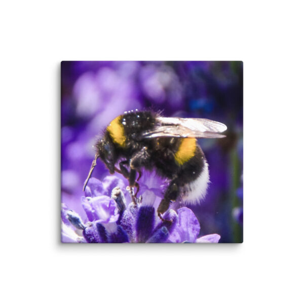 Bee and Lavender Serenity - Canvas Print - Image 8