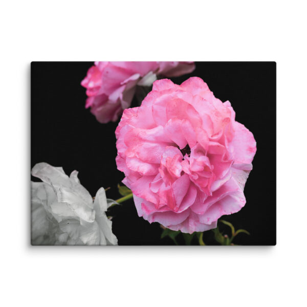 Contrast of Roses - A Limited Edition by Hari Maslic