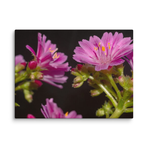 Pink Floral Delight - Canvas Print